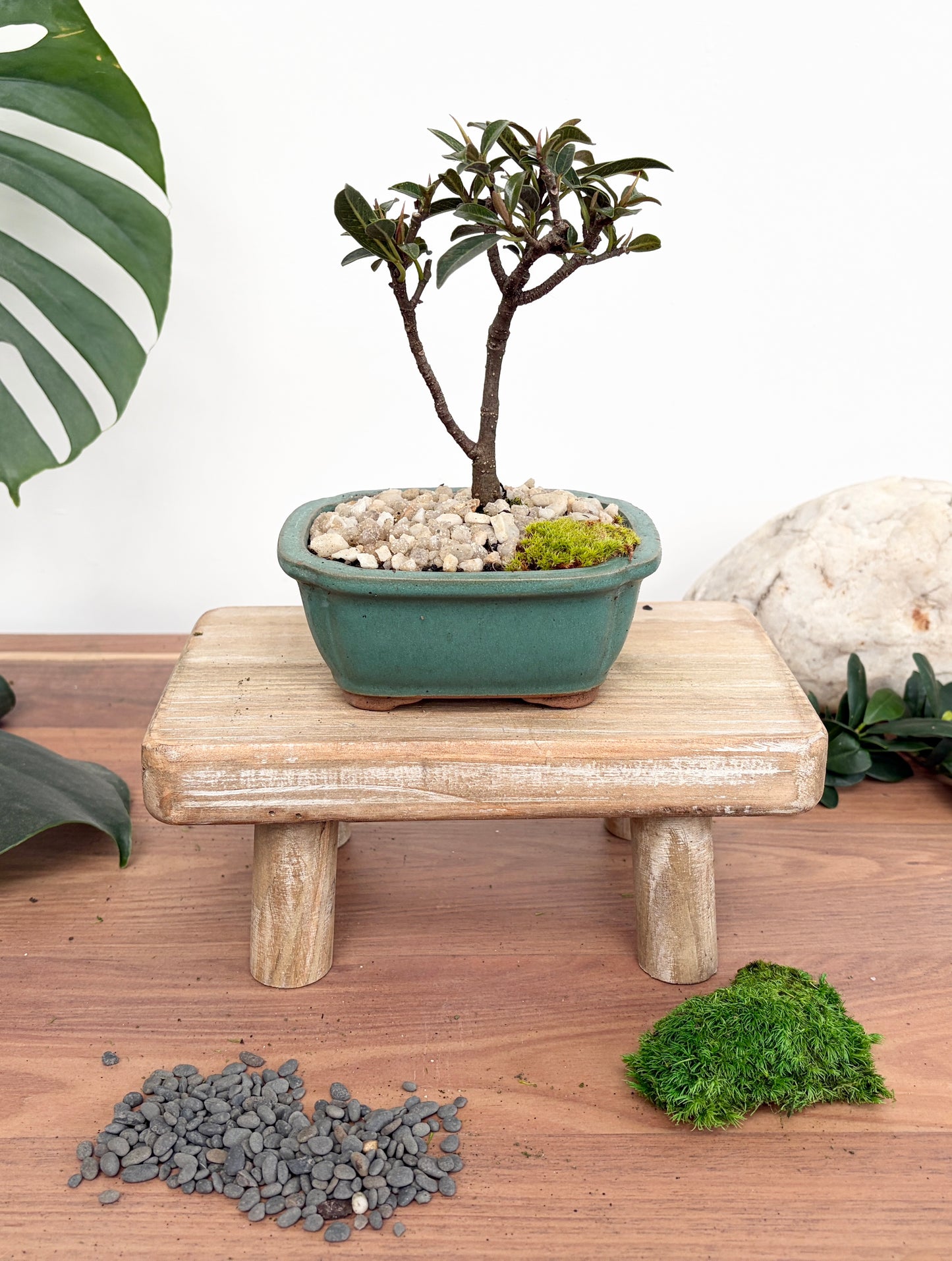 Bonsai - Little Ruby Fig - Bron - 23cm