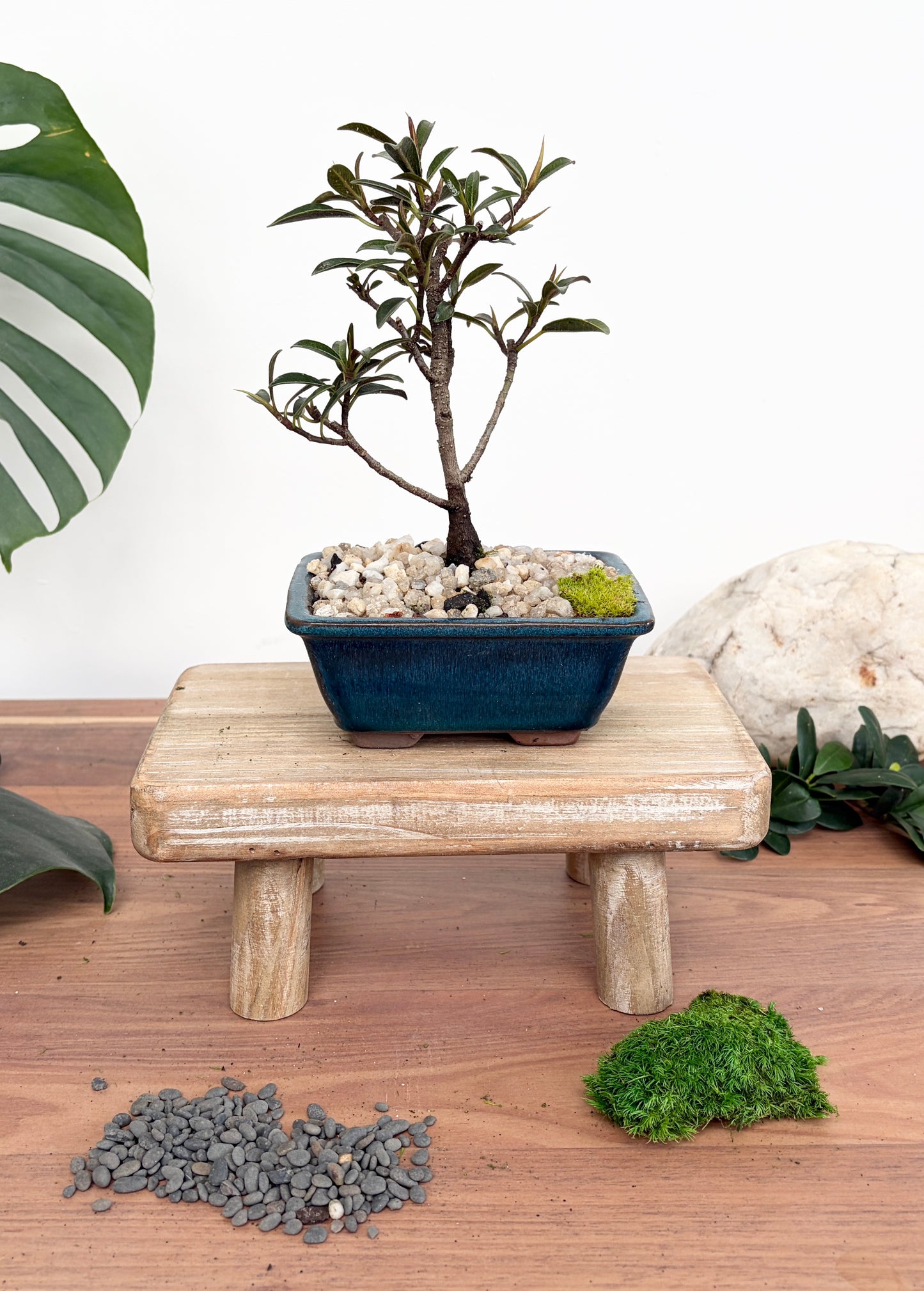 Bonsai - Little Ruby Fig - Penelope - 23cm