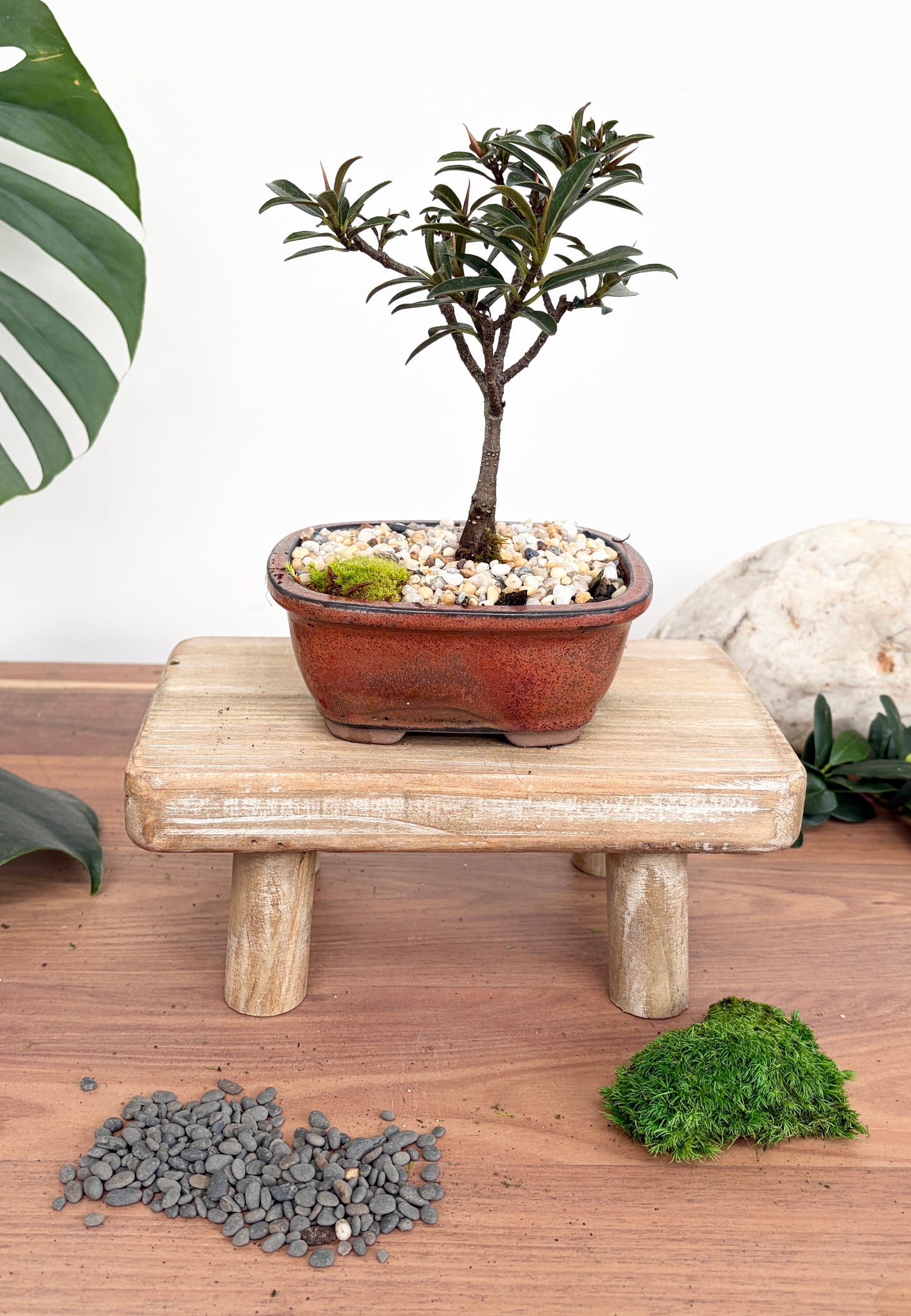 Bonsai - Little Ruby Fig - Ari - 23cm