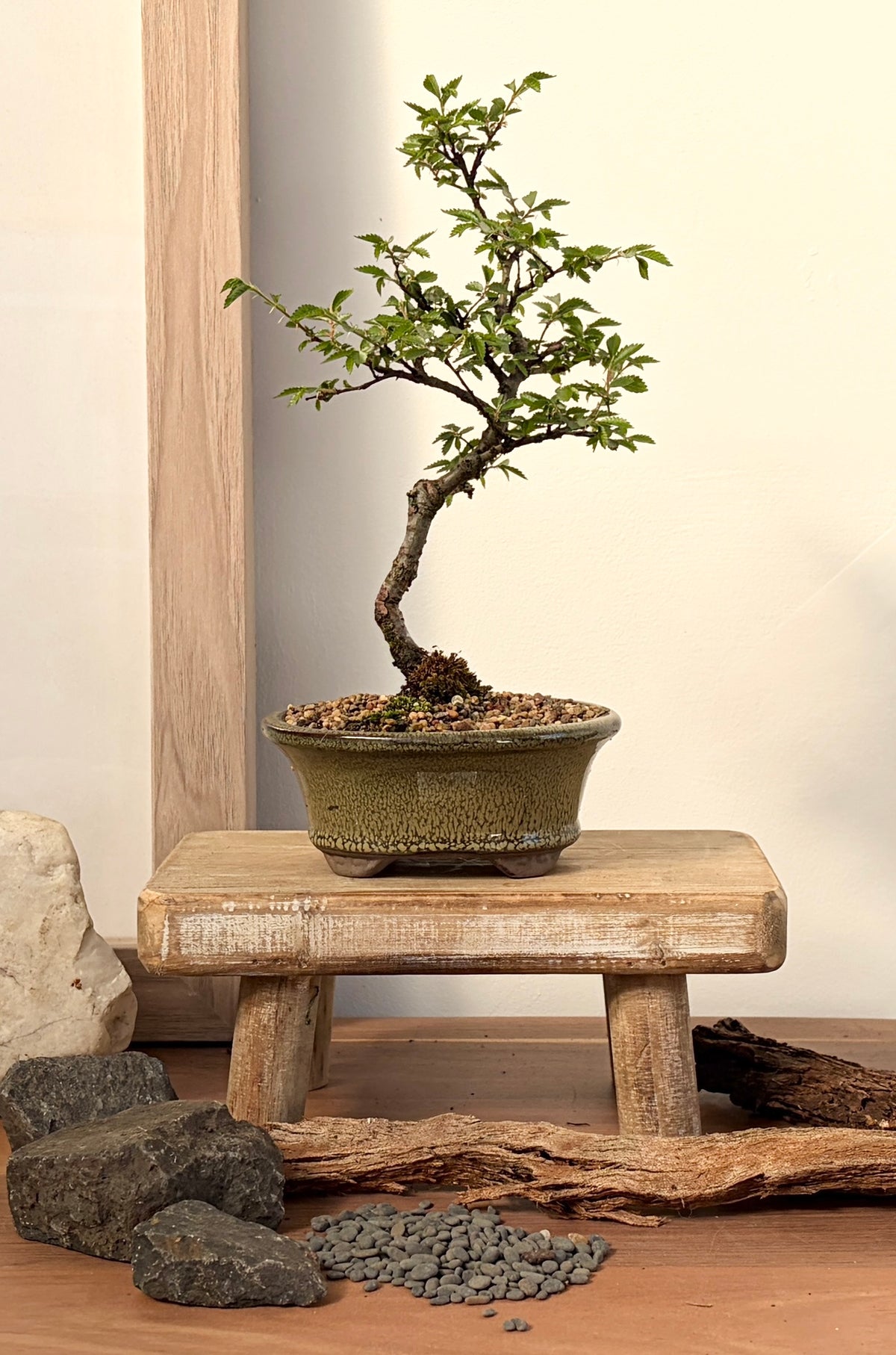 Bonsai - Chinese Elm - Kylie - 20cm