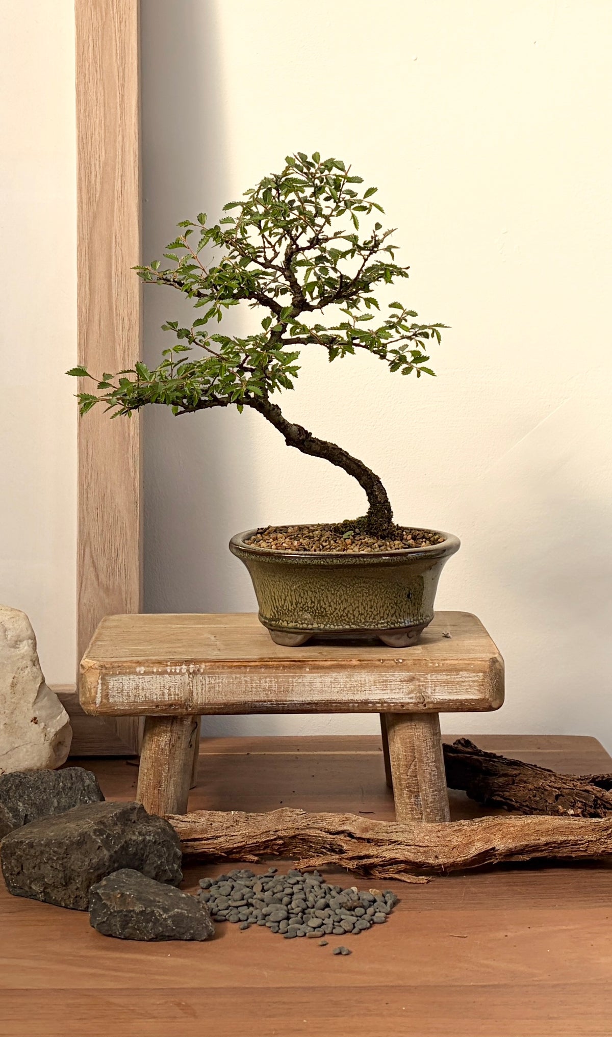 Bonsai - Chinese Elm - Remmi- 20cm