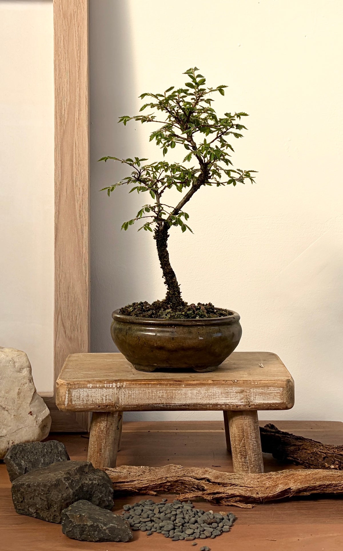 Bonsai - Chinese Elm - Patty - 20cm