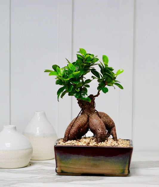 Bonsai - Pot Belly Fig - Freeda - 34cm