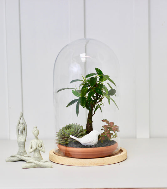 Bonsai Terrarium - Pot Jackson Fig - 30cm