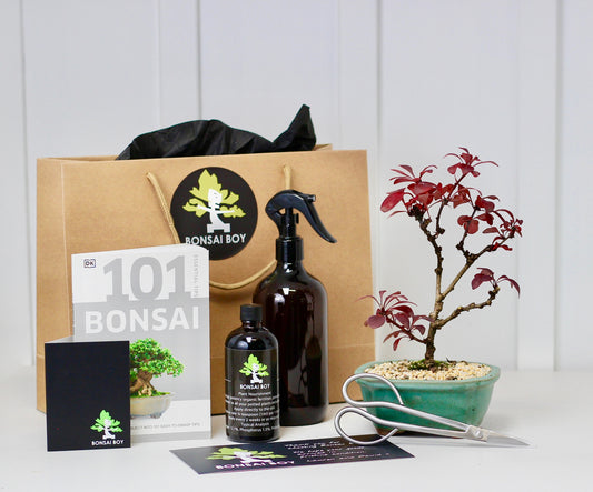 Bonsai Starter Kit - Barberry - Alana - 20cm