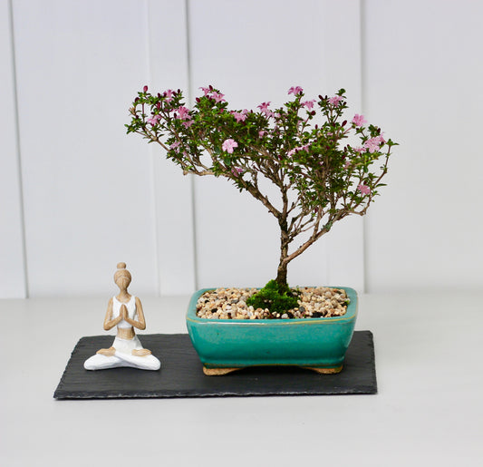 Bonsai - Lavender Star - Lilly - 26cm