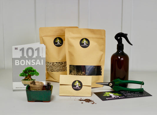 Bonsai Seed Kit - Maple
