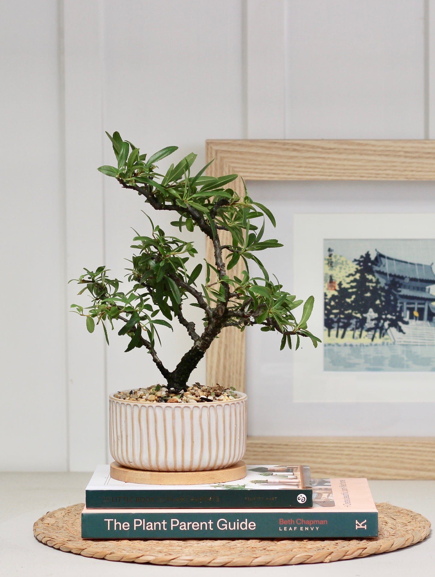 Bonsai - Pyracantha - Olivia - 30cm