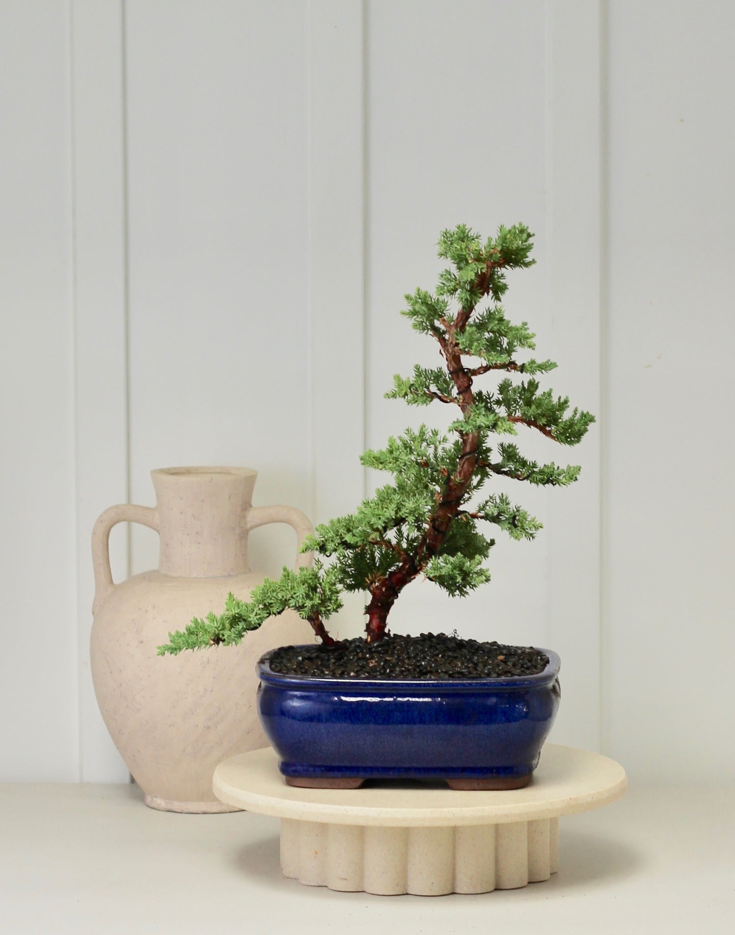 Bonsai - Juniper - Narnia - 41cm