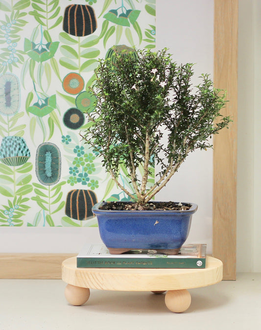 Bonsai - Kyoto Serissa - 30cm