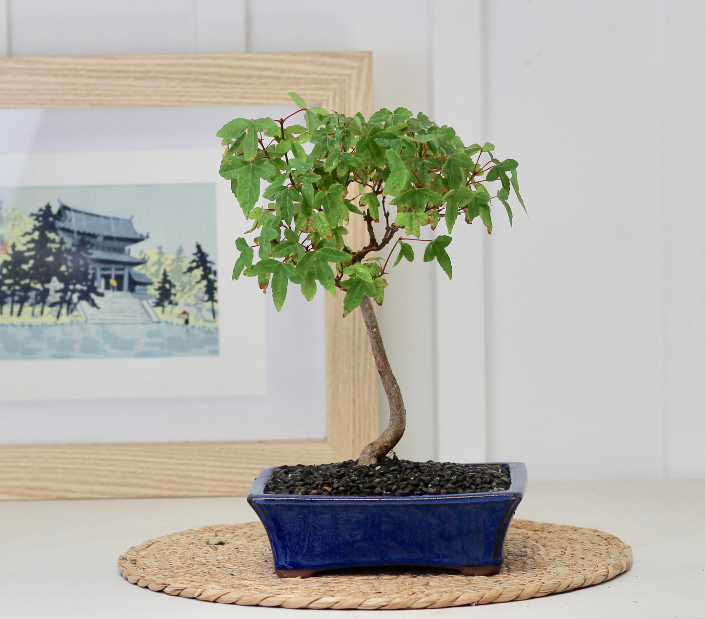 Bonsai - Trident Maple - Bella - 29cm