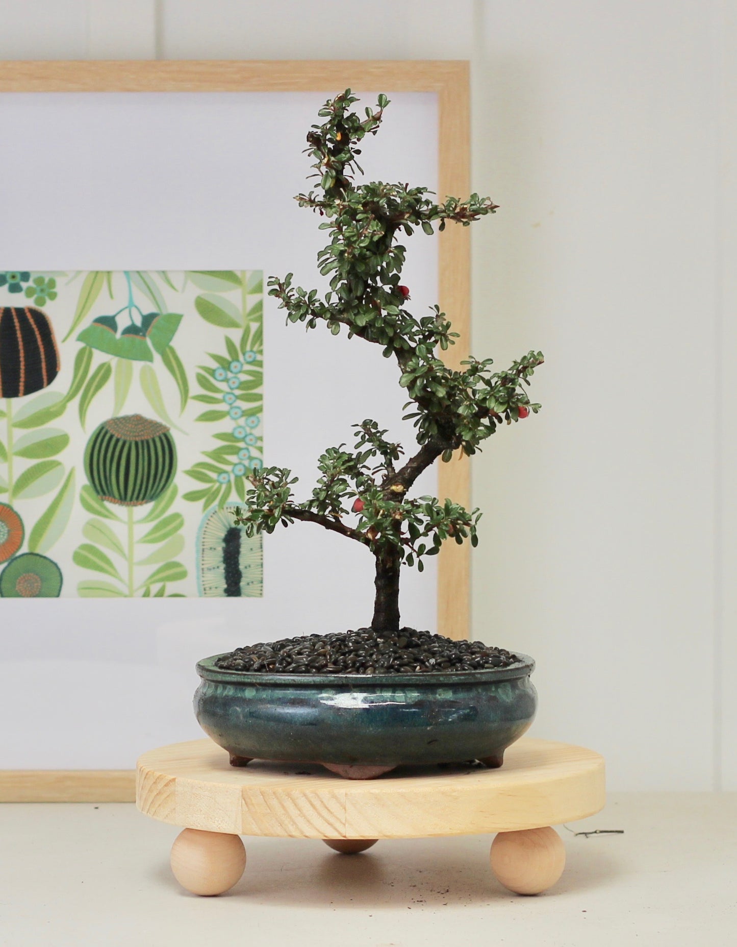 Bonsai - Cotoneaster - Bella - 36cm
