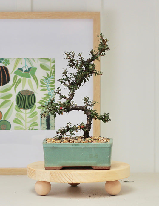 Bonsai - Cotoneaster - Cleo - 30cm