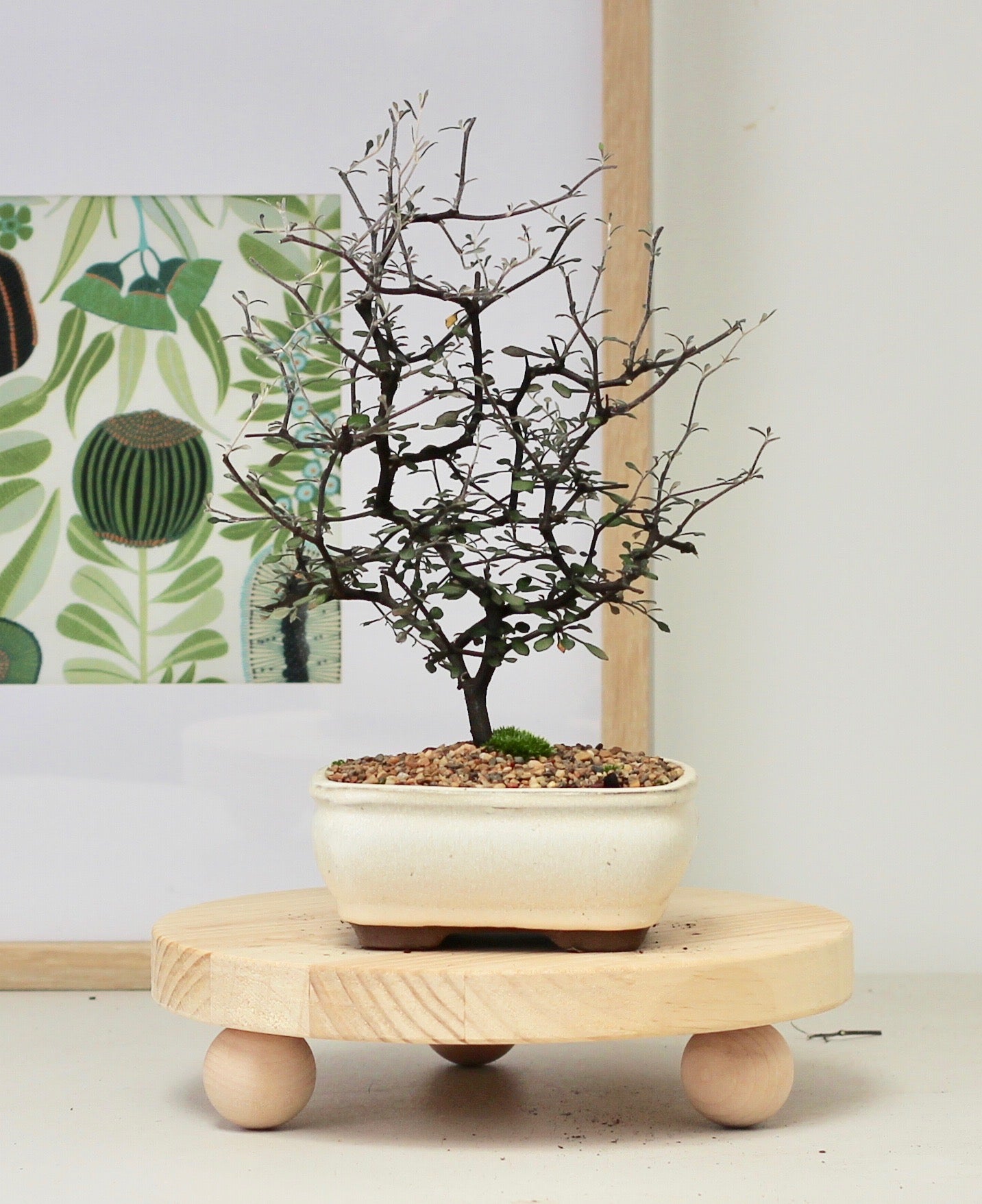 Bonsai - Corokia Cotoneaster - Nathan - 25cm