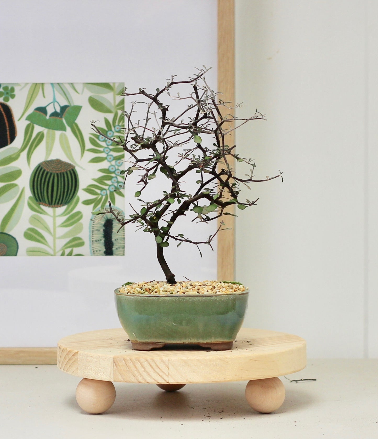 Bonsai - Corokia Cotoneaster - Noel - 25cm