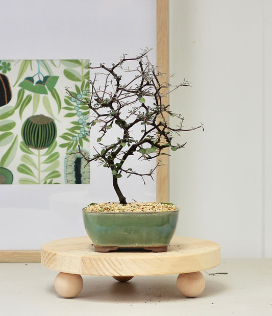 Bonsai - Corokia Cotoneaster - Noel - 25cm