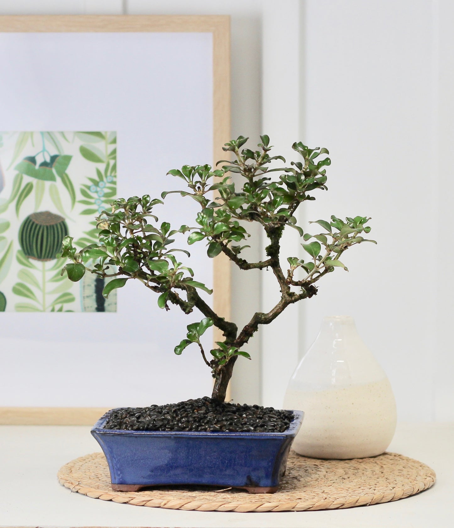 Coprosma Repens - Nadia - 29cm