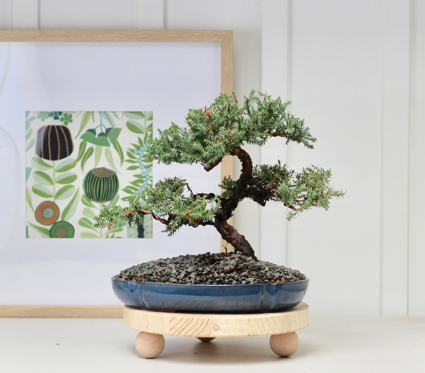 Bonsai - Juniper - Rooke - 28cm