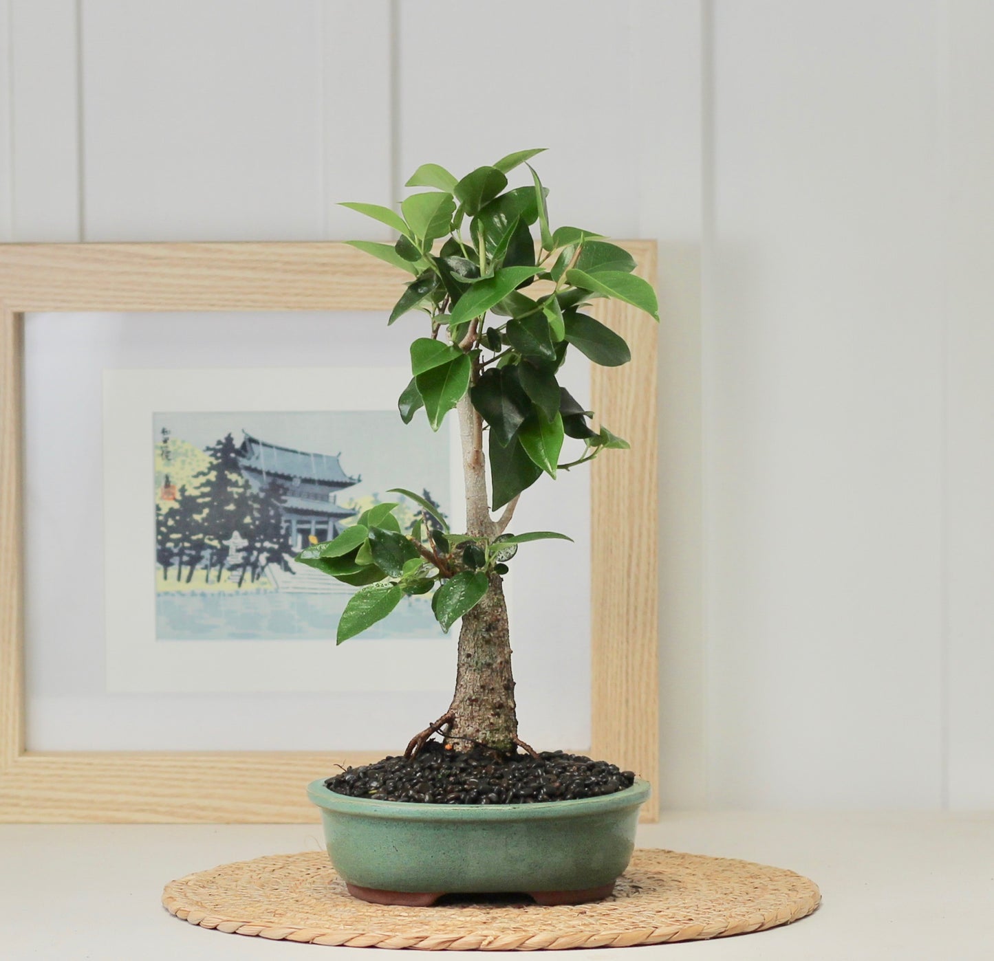 Bonsai - Port Jackson Fig - Hector- 42cm