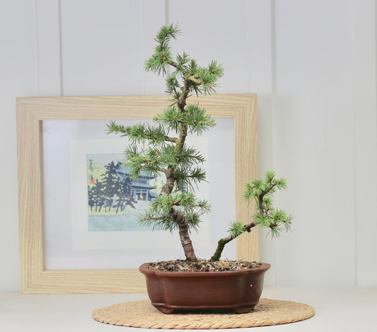 Bonsai - Atlantic Cedar - Maree - 44cm