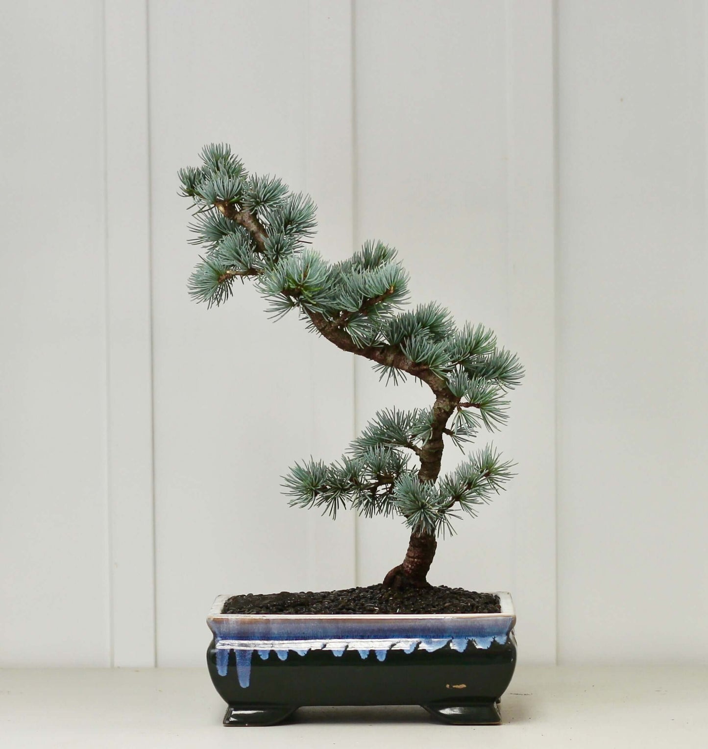 Beautiful 8-year-old Blue Cedar Bonsai tree in elegant pot, showcasing stunning baby blue foliage and unique shape.