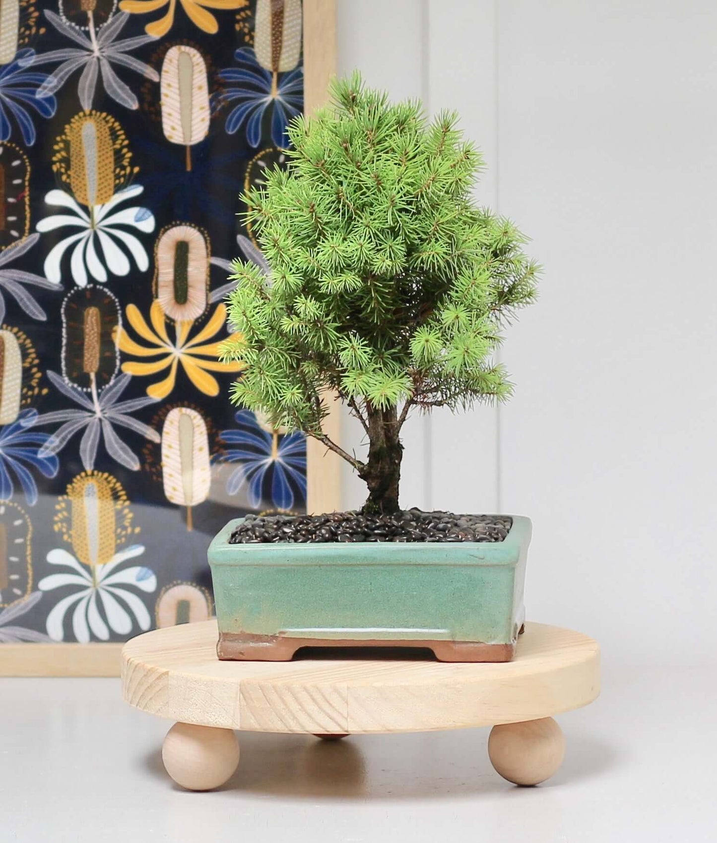 Beautiful bonsai tree, Picea Lenni, 42cm, easy care evergreen on a wooden stand.