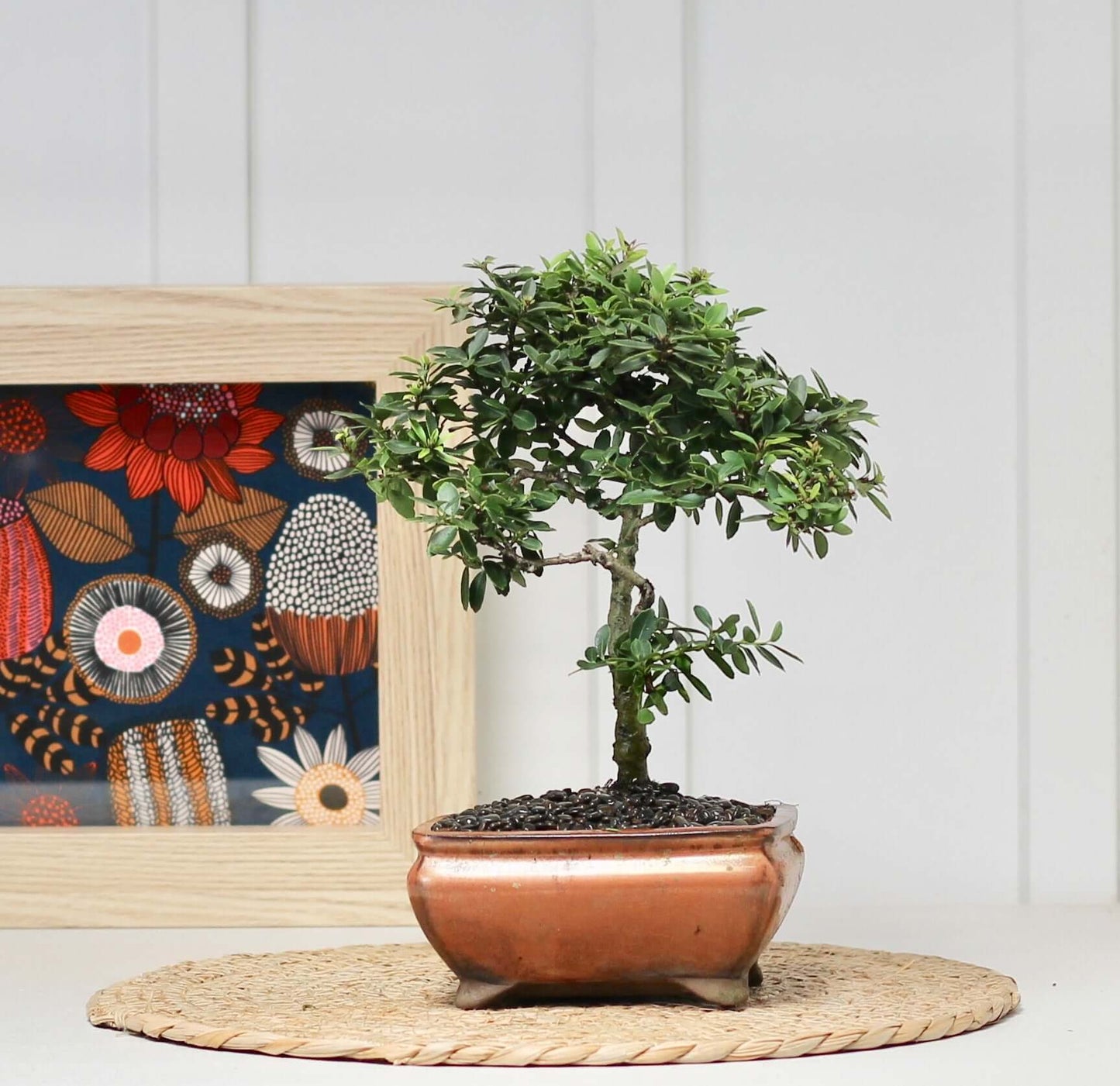 Bonsai Japanese Holly tree in ceramic pot, showcasing beautiful, easy care greenery.