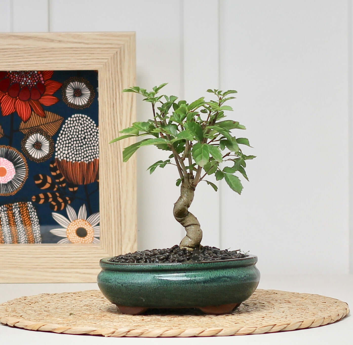 Beautiful bonsai tree in a green pot, easy care Desert Ash bonsai, perfect for any home decor.