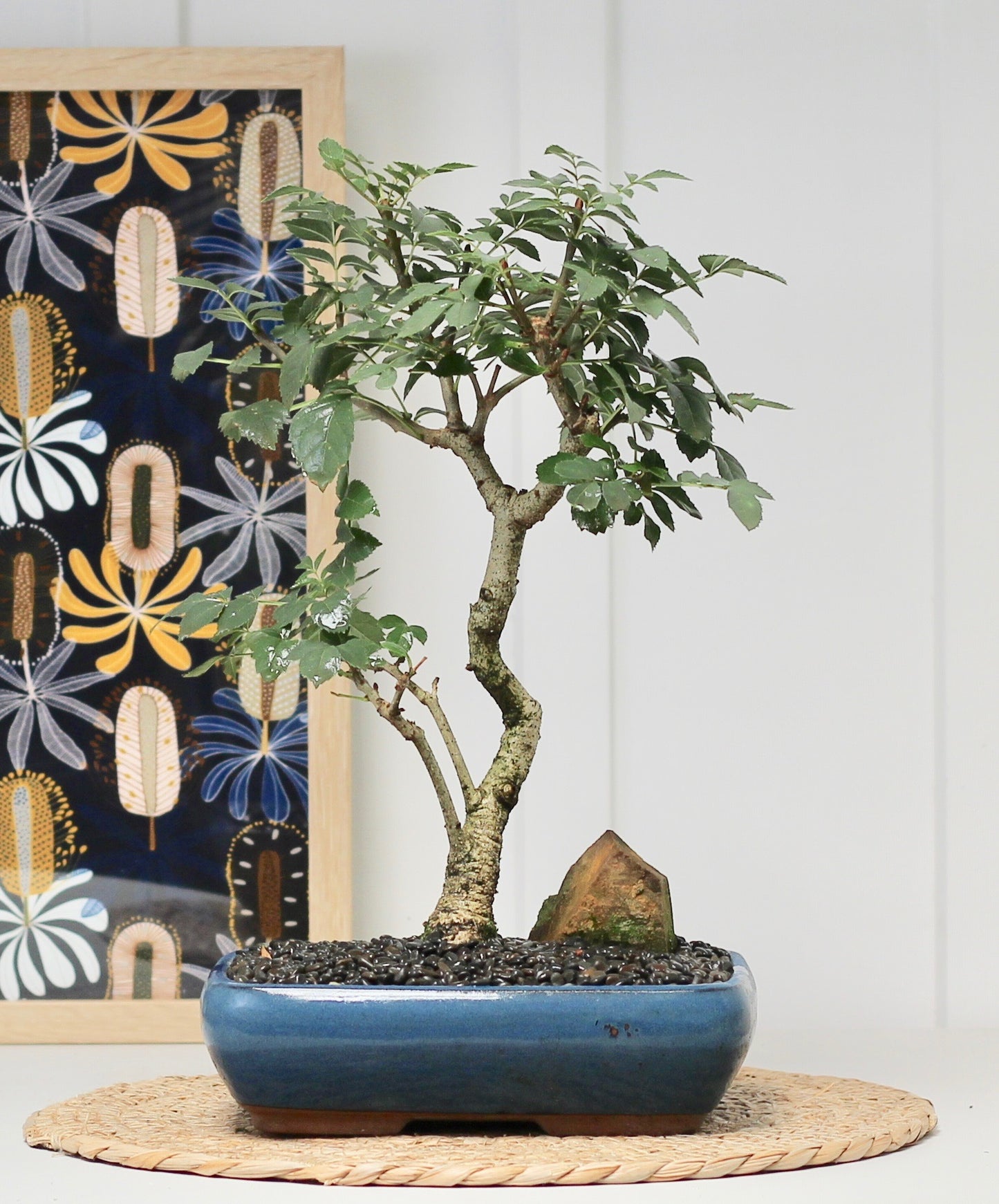 Bonsai - Desert Ash - Vera - 37cm