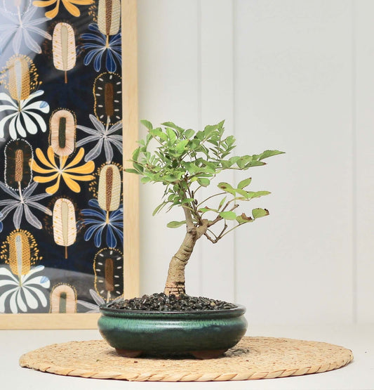 Bonsai Desert Ash in a decorative pot, showcasing beautiful easy care bonsai trees, perfect for home decor.