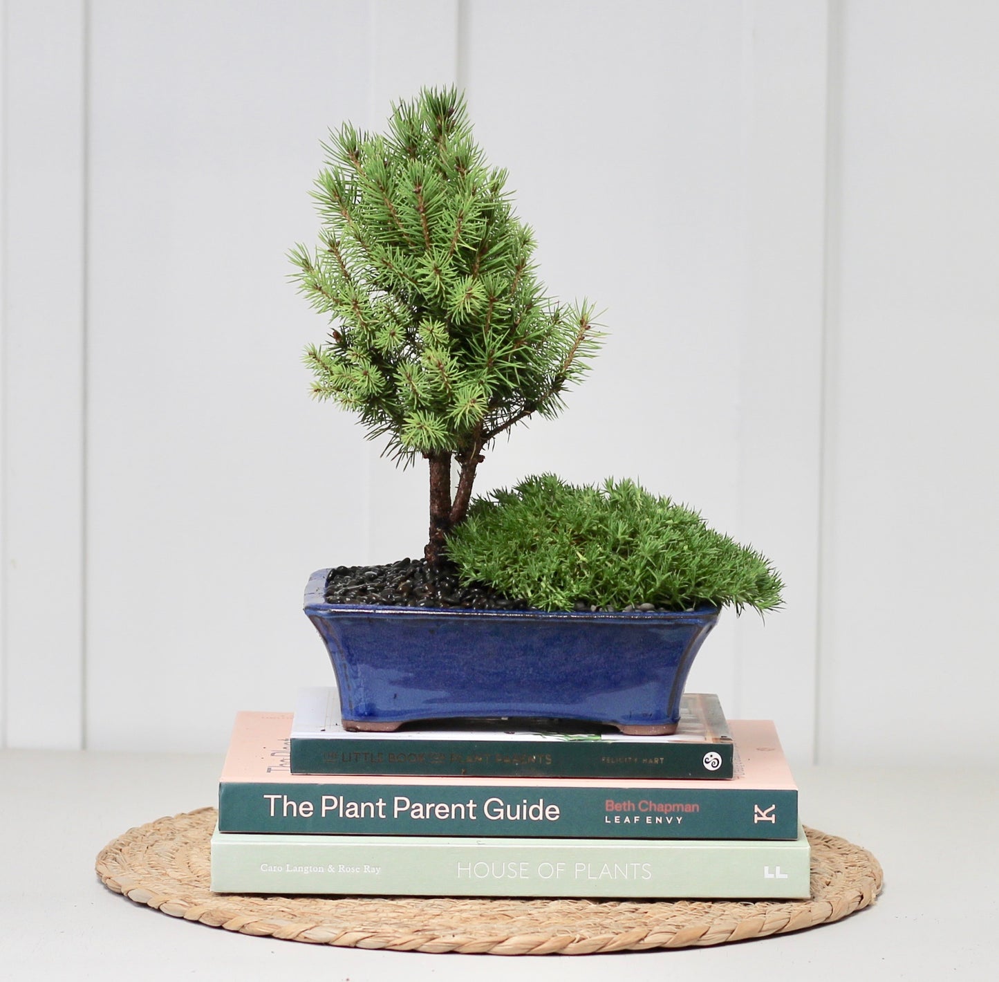 Bonsai - Picea - Lauren - 31cm
