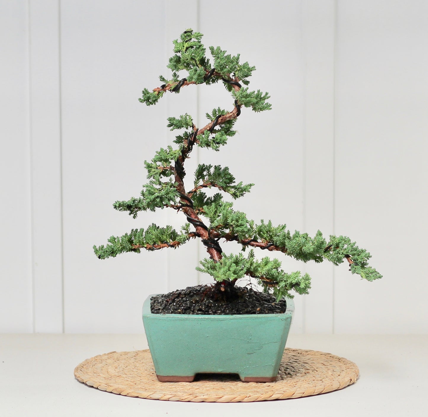 Bonsai - Juniper - Remi - 43cm