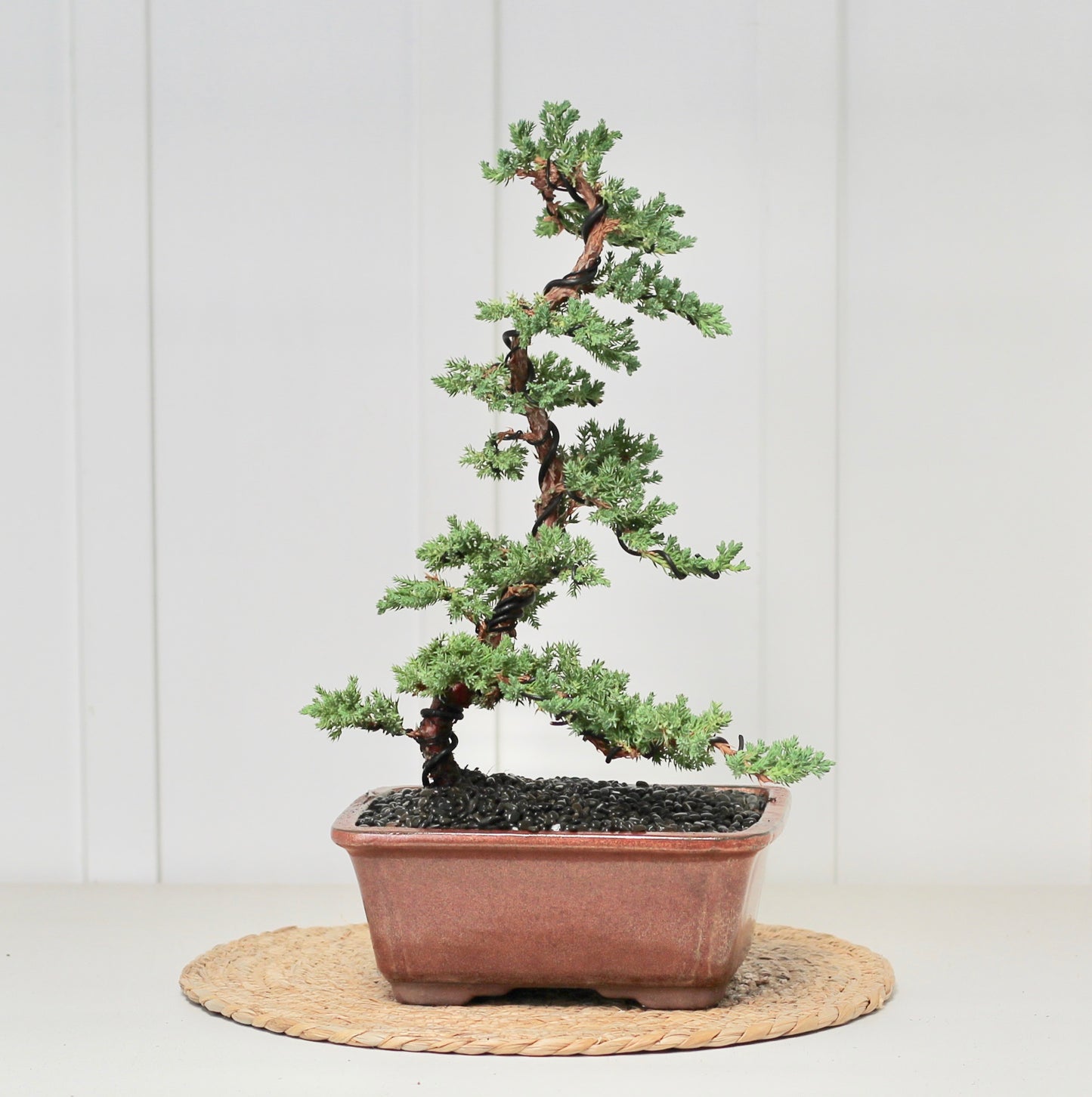 Bonsai - Juniper - Tilly - 44cm