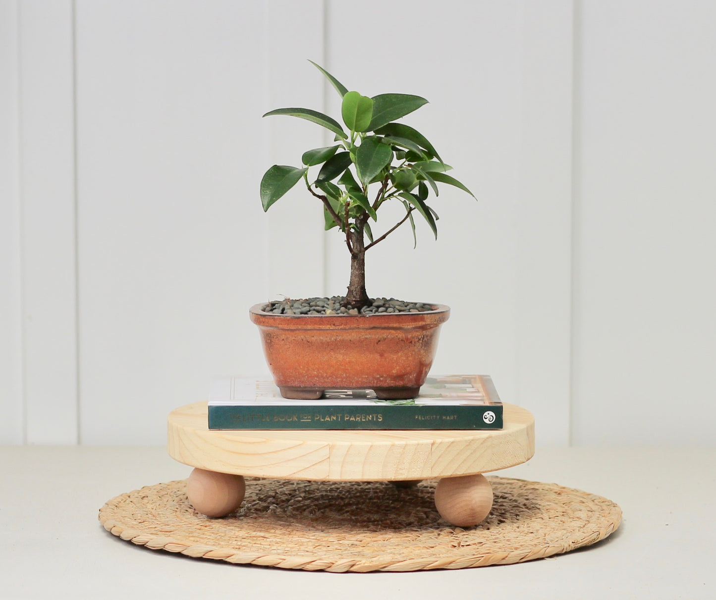 Bonsai - Port Jackson Fig - Lucy - 20cm