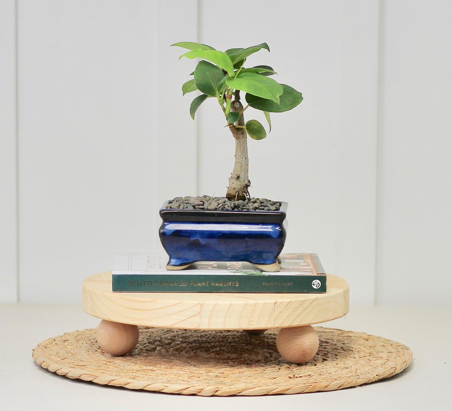 Bonsai - Port Jackson Fig - Dali - 20cm