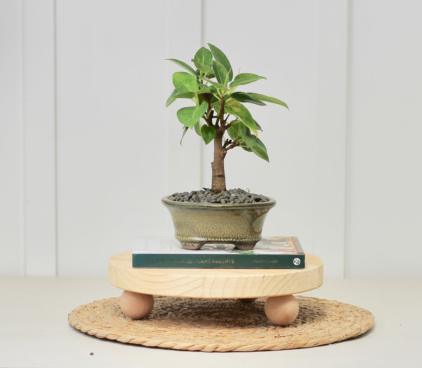 Bonsai - Port Jackson Fig - Em - 20cm