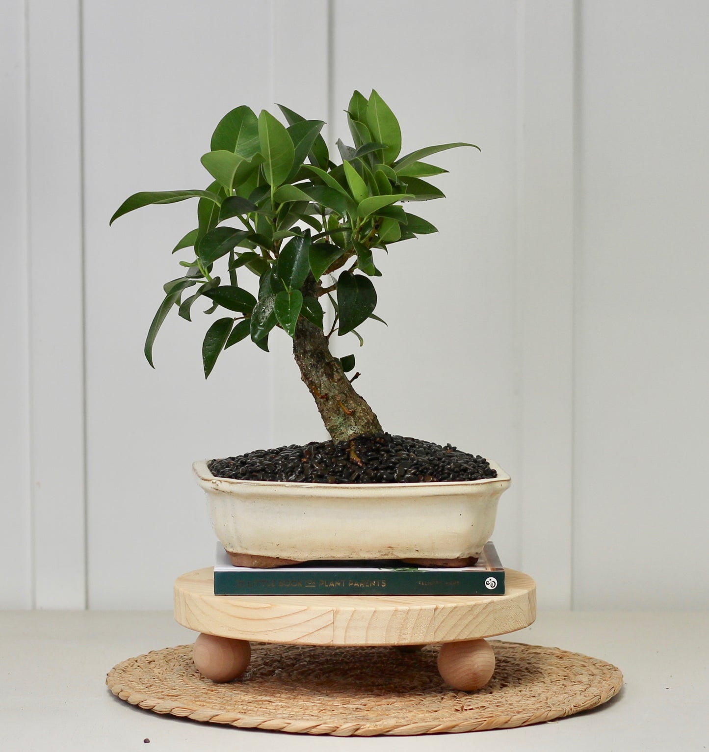 Bonsai - Port Jackson Fig - Edith - 35cm