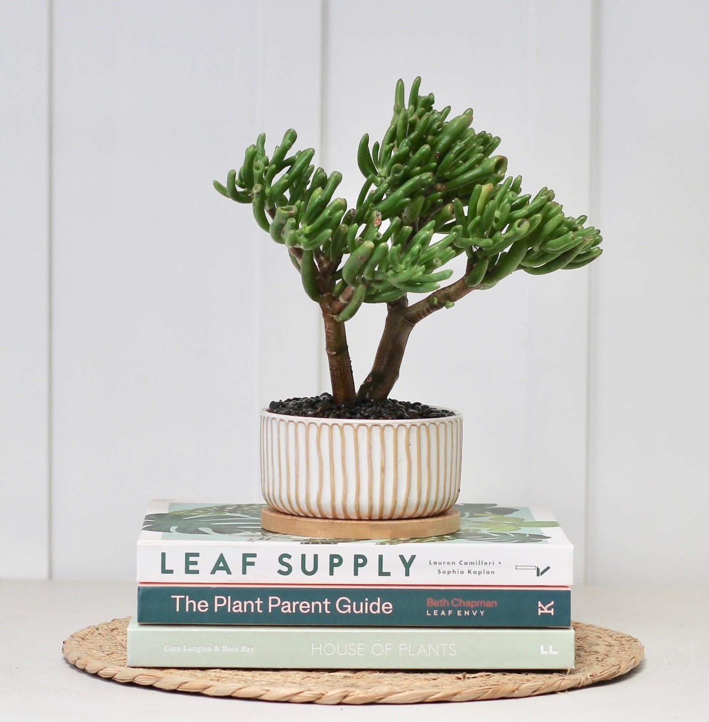 Bonsai - Crassula Lady Finger - Poppy - 22cm