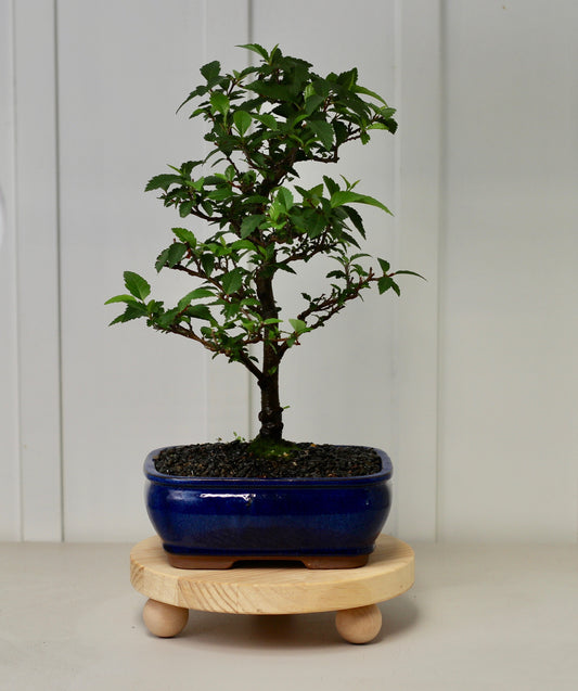 Bonsai - Evergreen Alder - Sia- 44cm