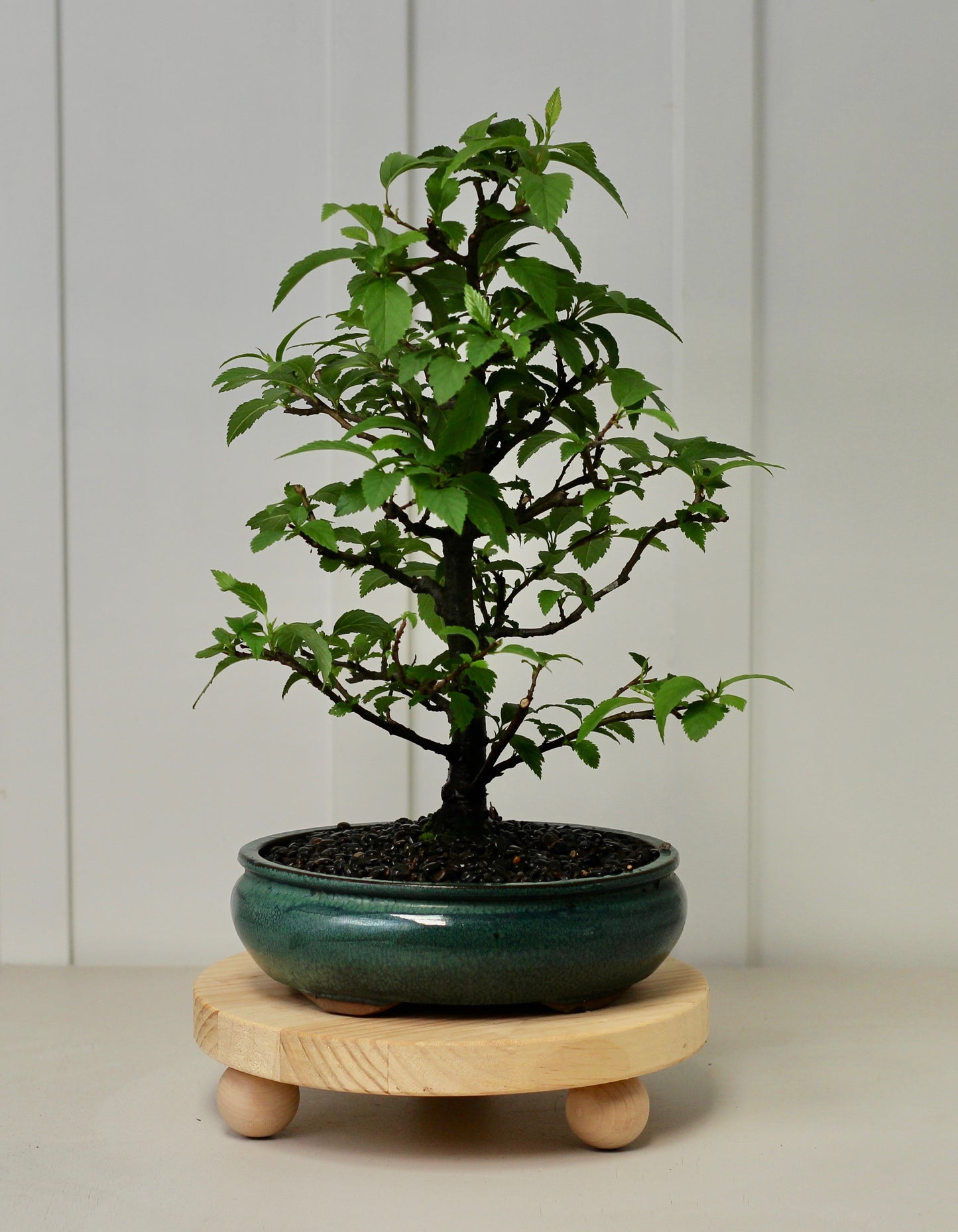 Bonsai - Evergreen Alder - Noah - 44cm