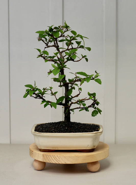 Bonsai - Evergreen Alder - Sarah- 44cm
