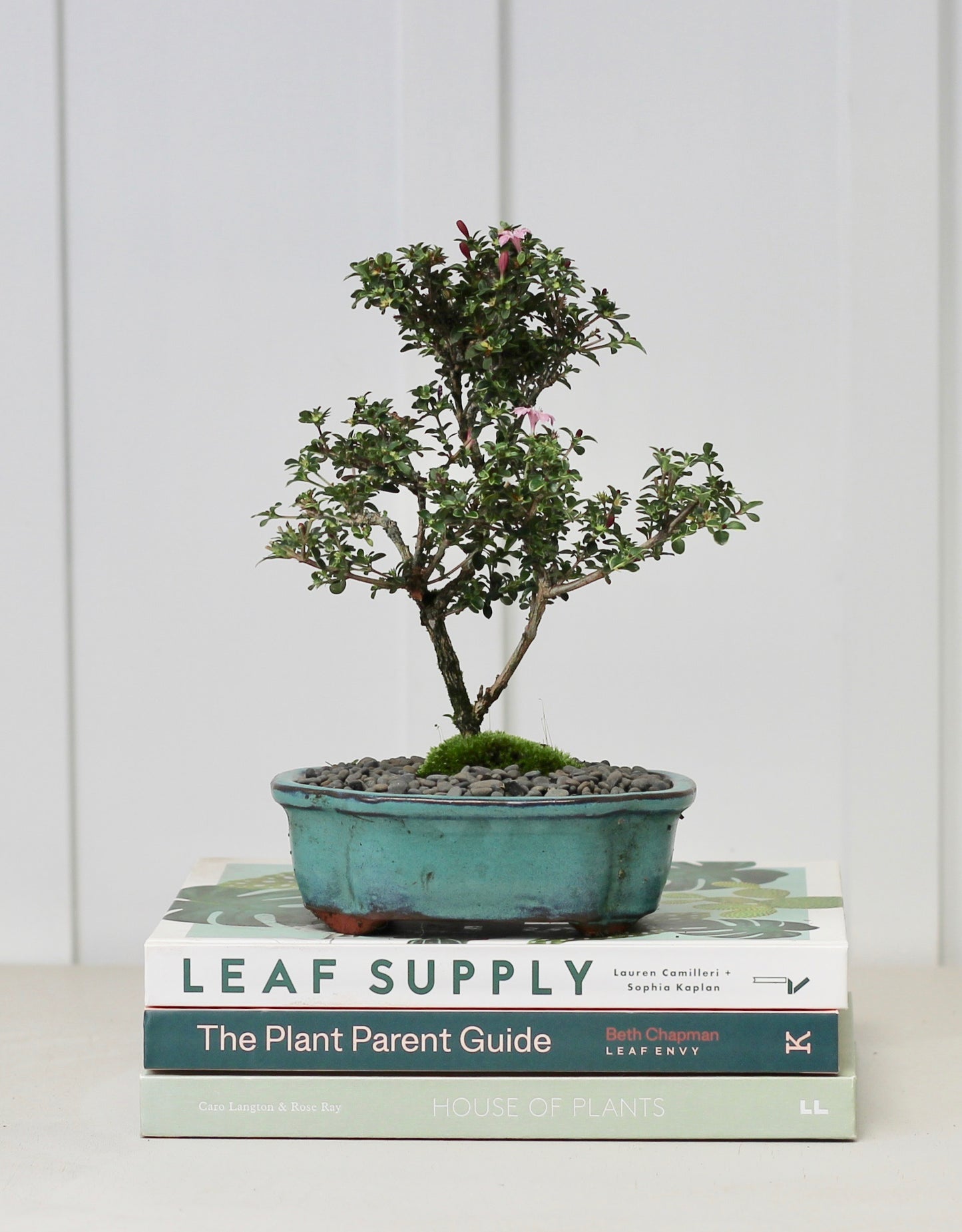 Bonsai - Serissa - Pink Flowering - 21cm