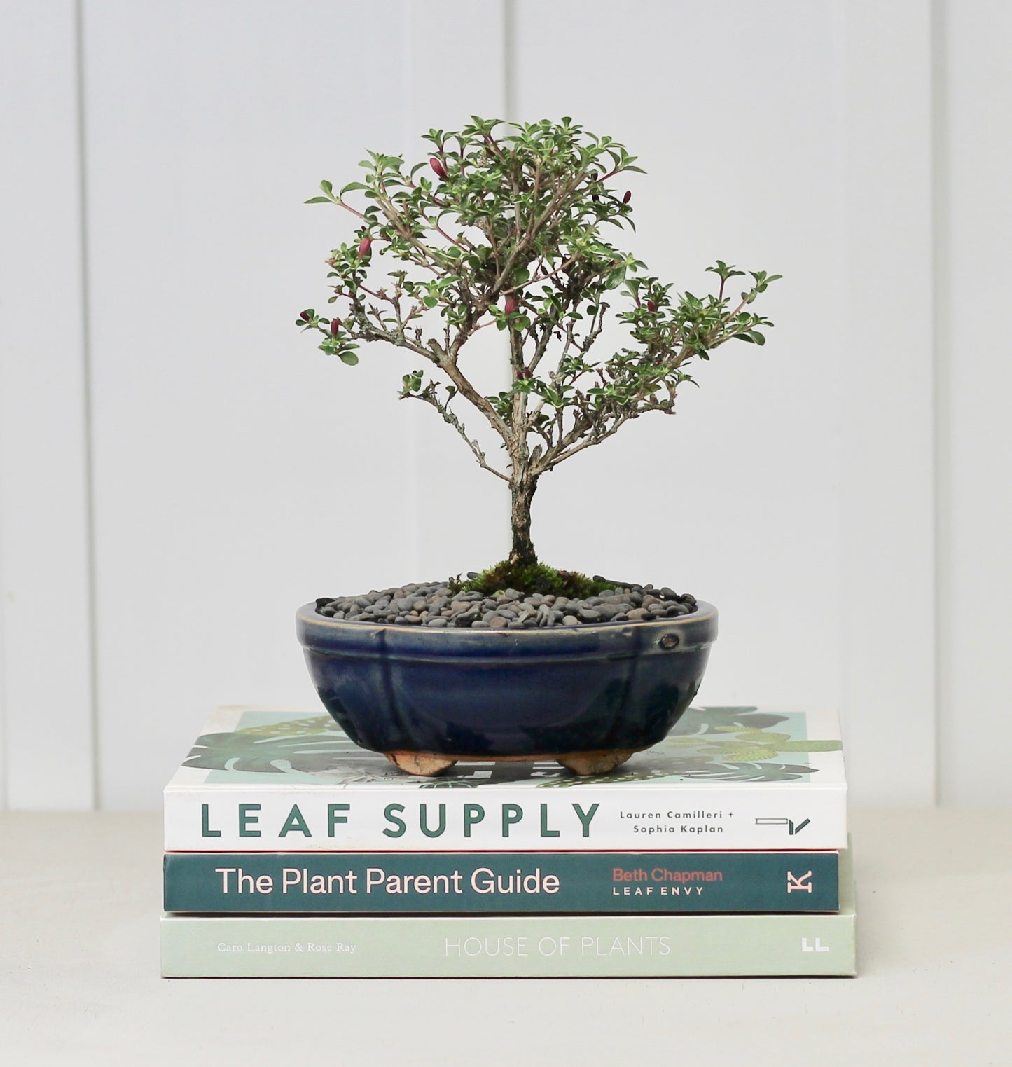 Bonsai - Serissa - Pink Flowering - 21cm