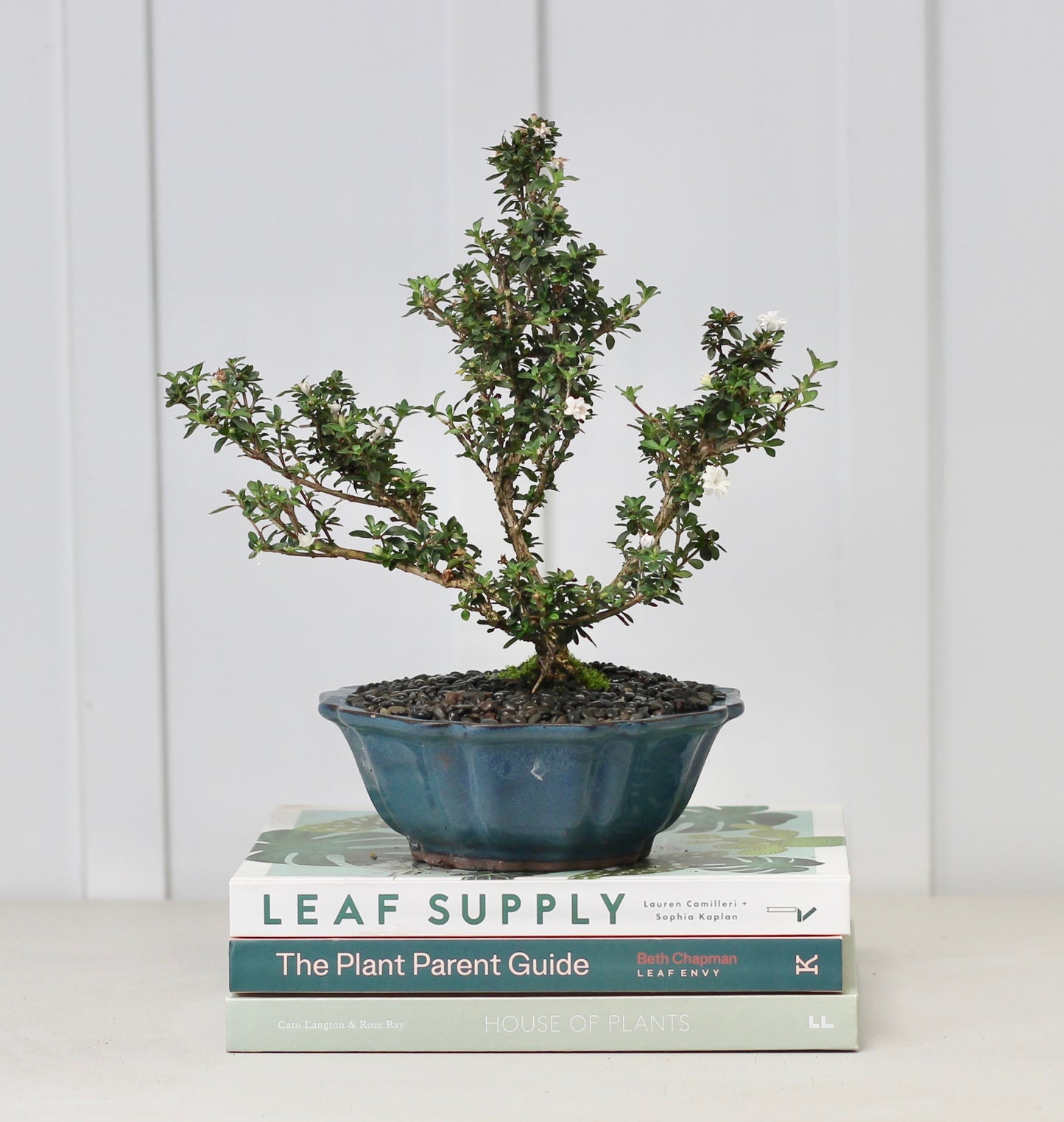 Bonsai - Serissa - Pink Flowering - 30cm