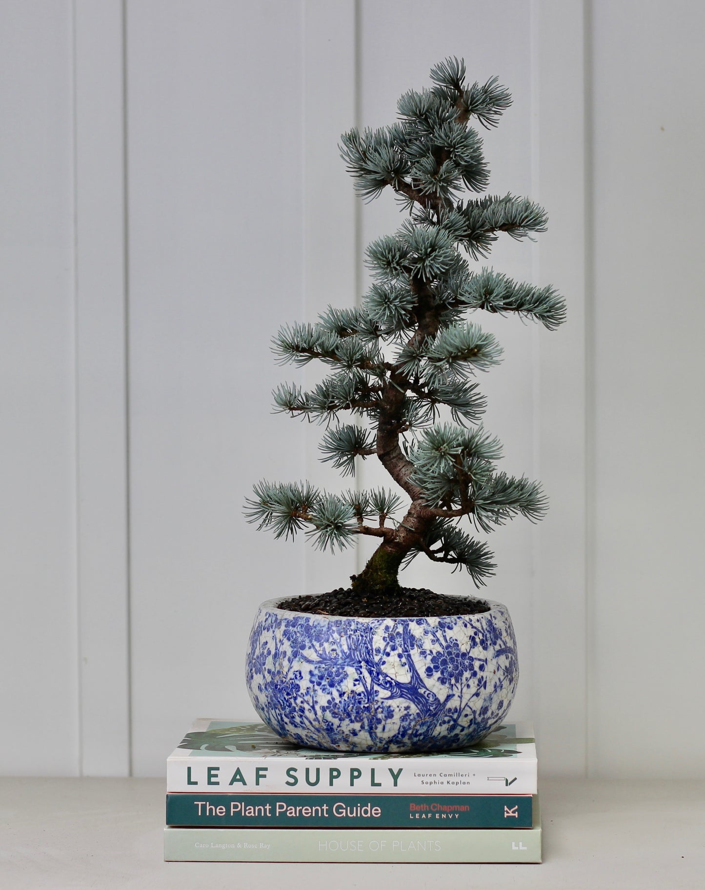 Bonsai - Blue Cedar - Romeo - 52cm
