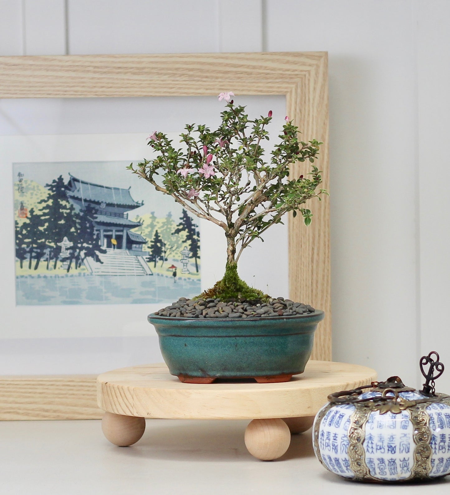 Bonsai - Serissa - Pink Flowering - 25cm