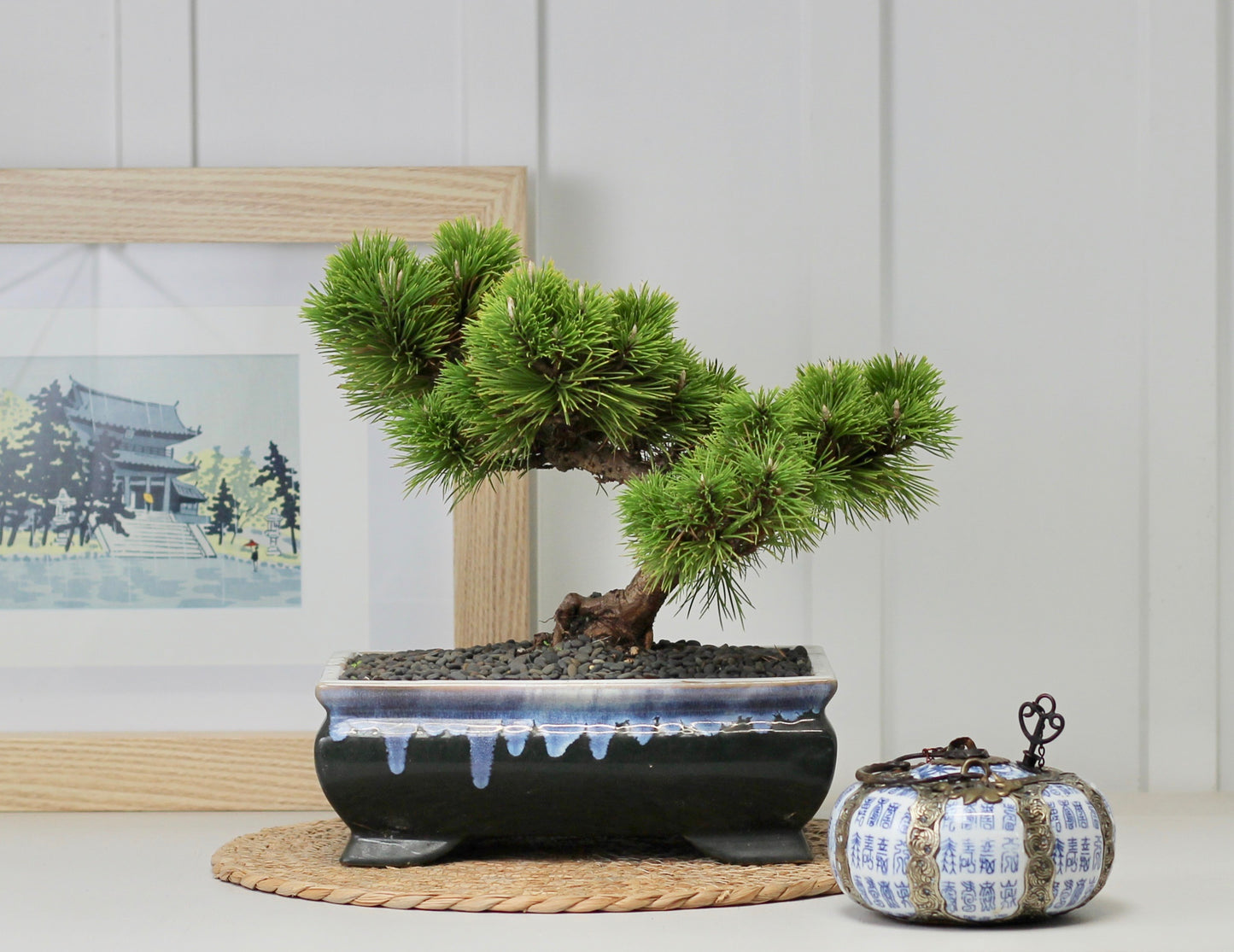 Bonsai - Japanese Black Pine - Walter - 29cm c
