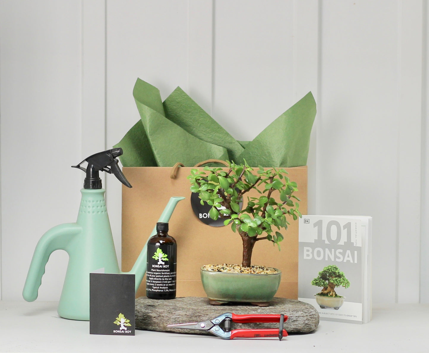 Bonsai Starter Kit - クラッスラ (kura-ssu-ra) - Kenzo - 20cm