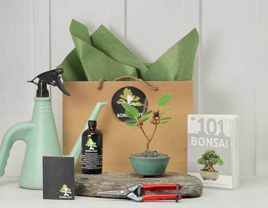 Bonsai Starter Kit - Ficus Green Island - γ°γͺγΌγ³γ’γ€γ©γ³γγγ£γ« - 16cm