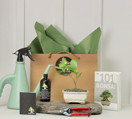 Bonsai Starter Kit - Ficus Green Island - γ°γͺγΌγ³γ’γ€γ©γ³γγγ£γ« - 16cm